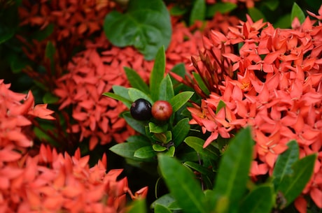 红鳞蒲桃：一种极具观赏价值和药用价值的珍稀植物