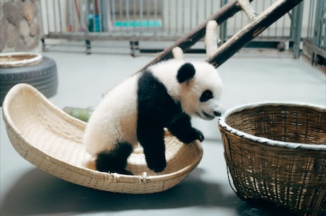 大熊猫到底会不会咬人？